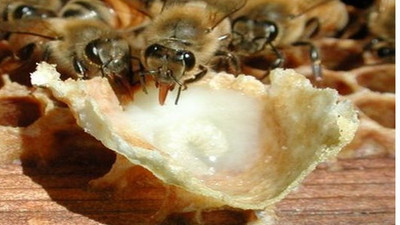 Toptan kilogramı 5- 6 bin TL