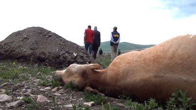 30 ilde şap karantinası