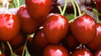 Kiraz bu yıl el yakacak