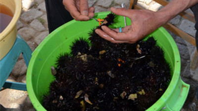 Deniz kestanesinin fiyatı tavan yaptı