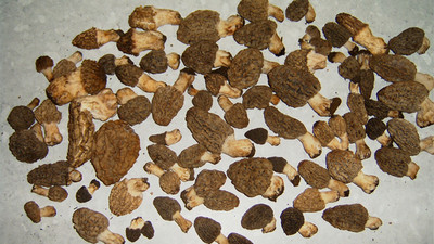 Kilosu 300 liraya mantar