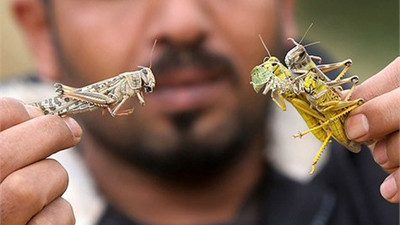 BM'den açlığa çözüm: Böcek yiyin