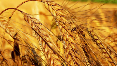 Buğday taban fiyatı açıklandı