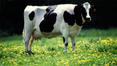 Canlı hayvan fiyatları açıklandı