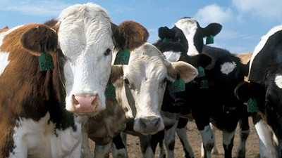 Bakanlık hayvan ithalatı için yetki verdi