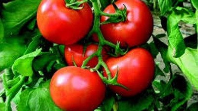 Domates el yakıyor!