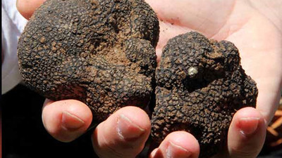 9 bin liralık mantar şaşkınlığı!