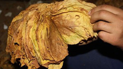 Tütüne küresel yasak gelebilir