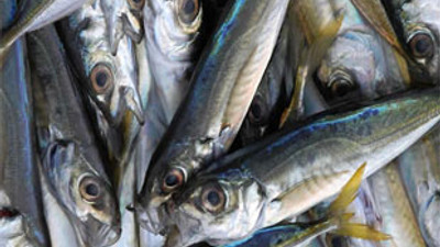 Hamsi üretimi azalıyor