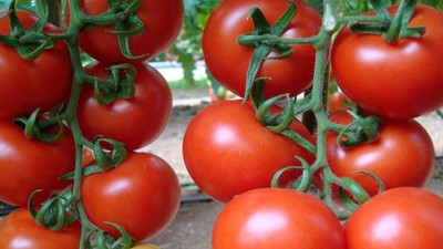 Fazla üretim domatese "taban" yaptırdı