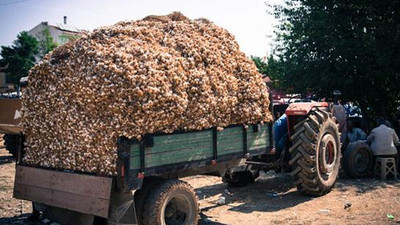 Fabrikasını kurdu! Dünyaya satıyor...
