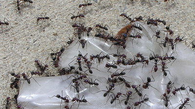 İşgale hazırlanıyorlar!