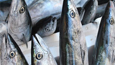 Palamut bollaştı, fiyatı düştü