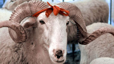 En ucuz kurban kaç lira?