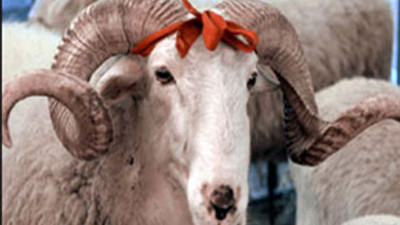 Kızılay kurban fiyatlarını açıkladı