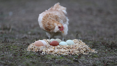 'Yeşil yumurtlayan tavuk' karaborsa oldu