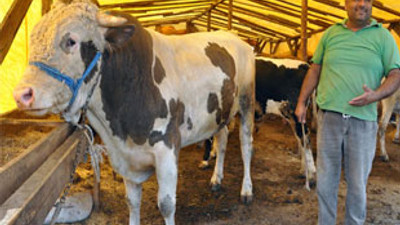 Otomobil fiyatına kurbanlık!