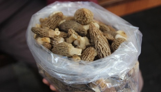 Altından daha değerli