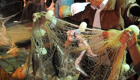 Lüferde büyük ucuzluk!