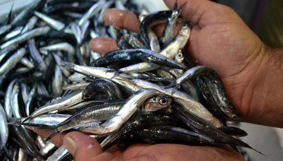 Hamsinin kilogramı 20 liraya yükseldi