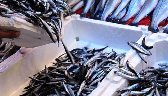 Hamsi 8 liraya kadar düştü