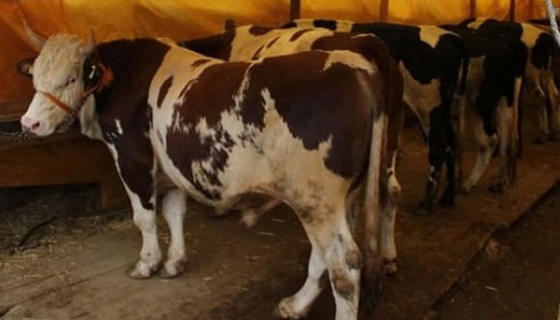 TZOB kurbanlık fiyatlarını açıkladı