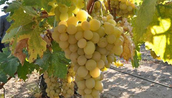 Ekoturizmde yeni ürün 'üzüm hasadı'