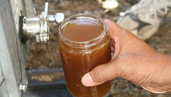 Çam balında iyi başlayan hasat üreticiyi mutlu etti