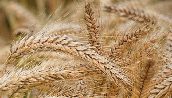 Tarım ÜFE yükseldi