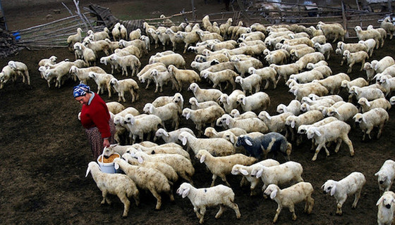 40 milyon küçükbaş hayvana ihtiyaç var