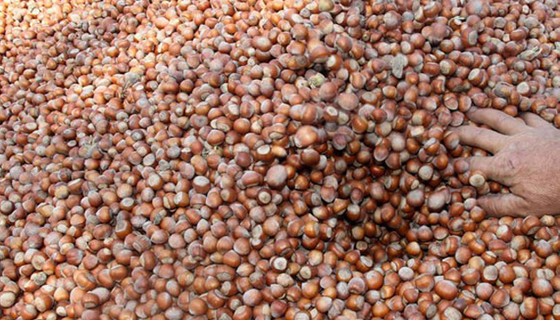 Ticaret borsalarında 277 bin ton fındık işlem gördü