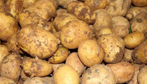 Kilo fiyatı 1,5 TL'ye düşecek