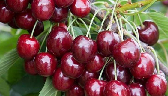 Antalya'da erkenci kirazın hasadı başladı