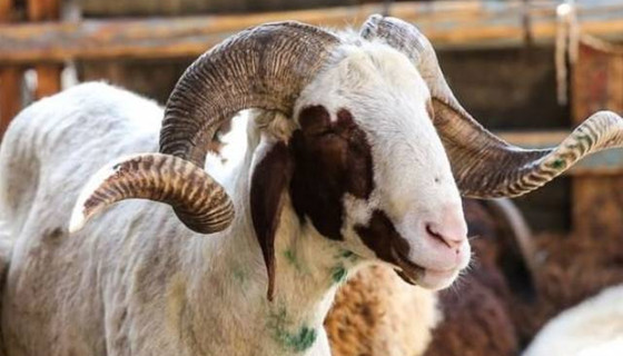 Marketlerin kurbanlık satışına tepki!