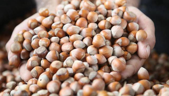 Giresun'da fındık fiyatı haftaya 16 liradan başladı