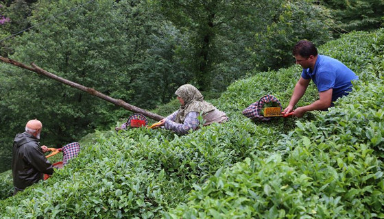 Türk çayı ihracatı yüzde 43 arttı