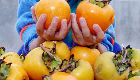 Cennet hurması verimi ve fiyatıyla çiftçinin yüzünü güldürdü