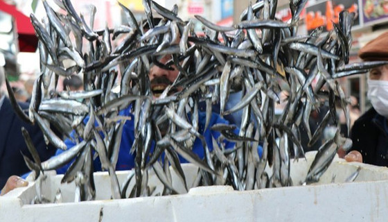 Ocakta 920 bin dolarlık hamsi ihracatı gerçekleşti