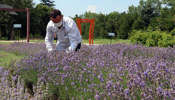 Edirne'de lavanta tarlalarında hasat başladı