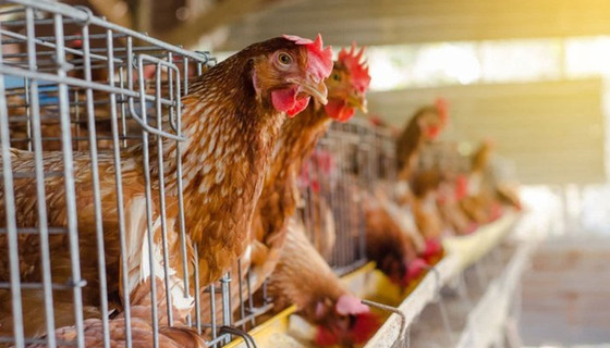 Tavuk eti üretiminde rekor