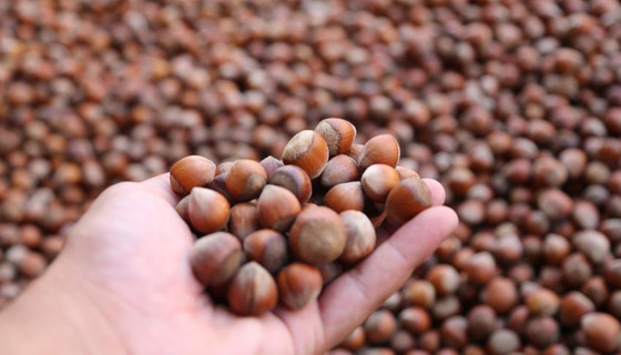 Fiyatı artmayan tek ürün fındık