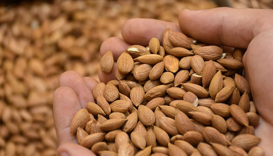 Kayısı çekirdeği ihracatından ilk çeyrekte 5,2 milyon dolarlık gelir