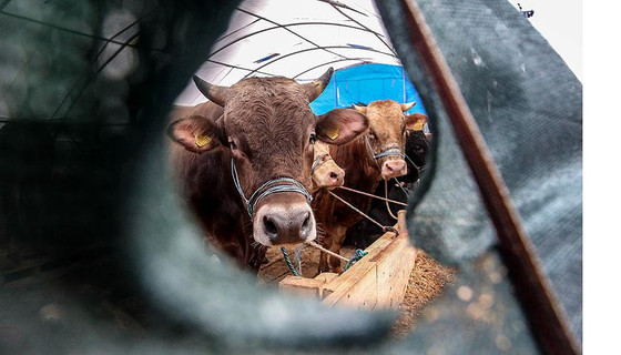 Kurbanlıkların İstanbul'a girişi 24 Haziran'da başlayacak