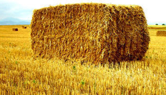 Samanı saklayan zengin oldu!