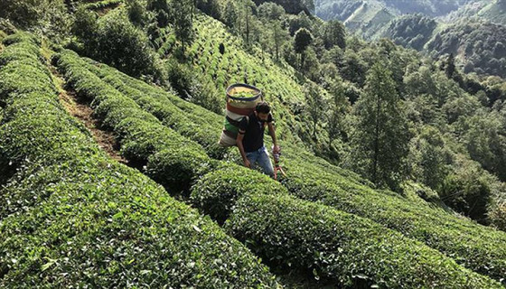 Çay üreticilerine 1 milyar 763 milyon liralık destek ödemesi