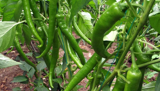 Biber tane ile satılmaya başlandı