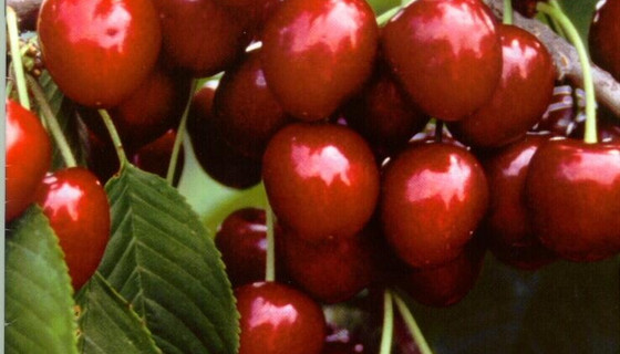 Kiraz bu yıl el yakacak