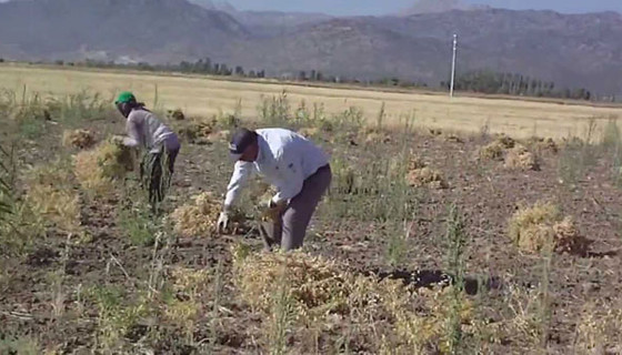 Nohut çiftçinin yüzünü güldürdü!