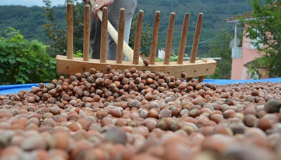 Gıda Bakanı Çelik'ten İtalyanlara fındık cevabı