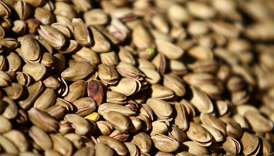 Antep fıstığının 'geleceği'ne yatırım yapıyorlar